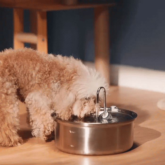 The Doggy Fountain