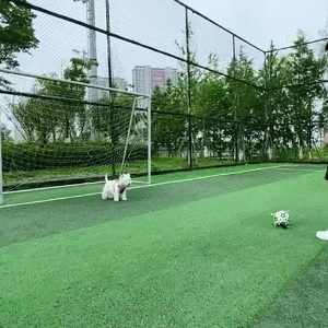 🐶Dog Toys Soccer Ball with Straps