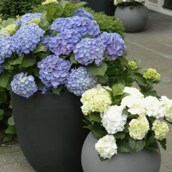 3-Pack Lifelike Hydrangea Silk Flowers – UV-Resistant for Indoor/Outdoor Decor