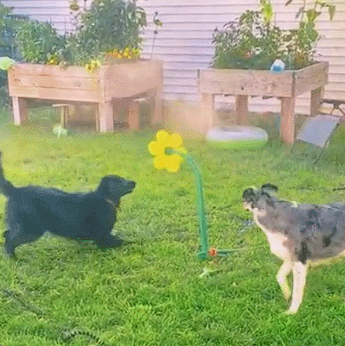 Crazy Daisy Sprinkler Sunflower Lawn Dancing Flowe