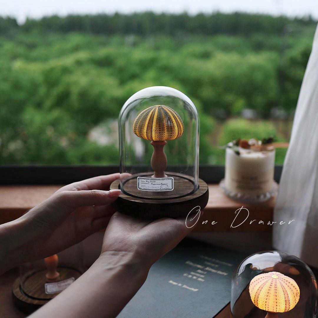 Easy Coastal Charm DIY Seashell Nightlight Kit