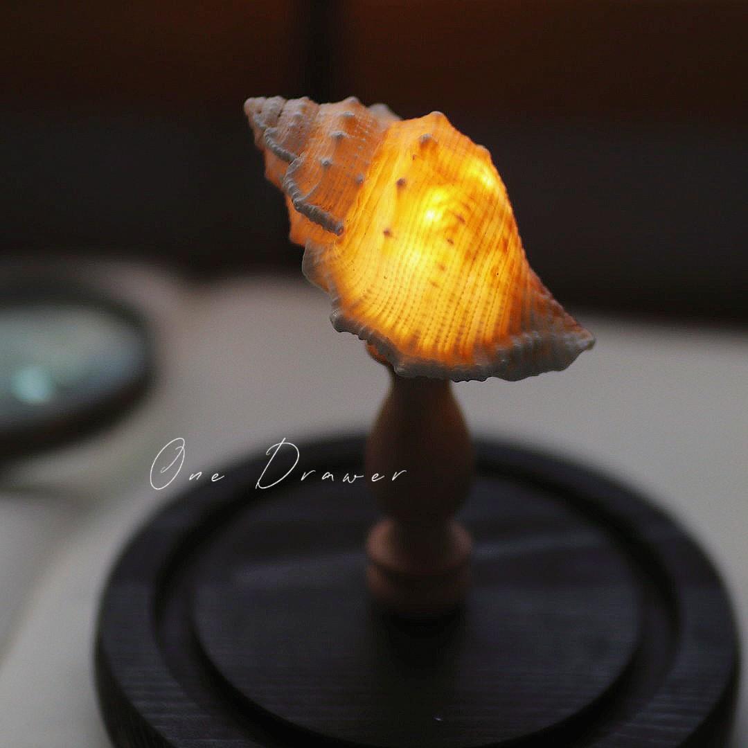 Easy Coastal Charm DIY Seashell Nightlight Kit