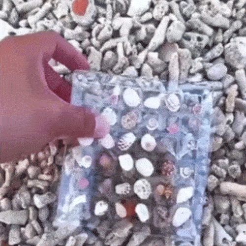 Last Day 50%-Acrylic Magnetic Seashell Display Box