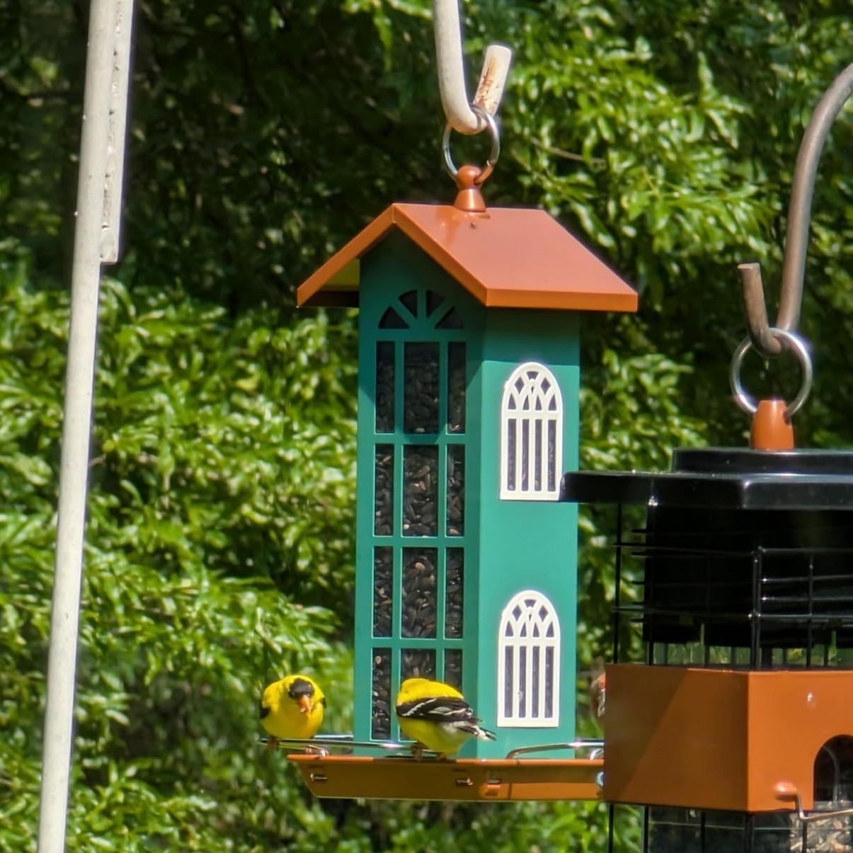 🏡 House-Shaped Bird Feeder – Charming Garden Bird Watching Haven 🐦✨
