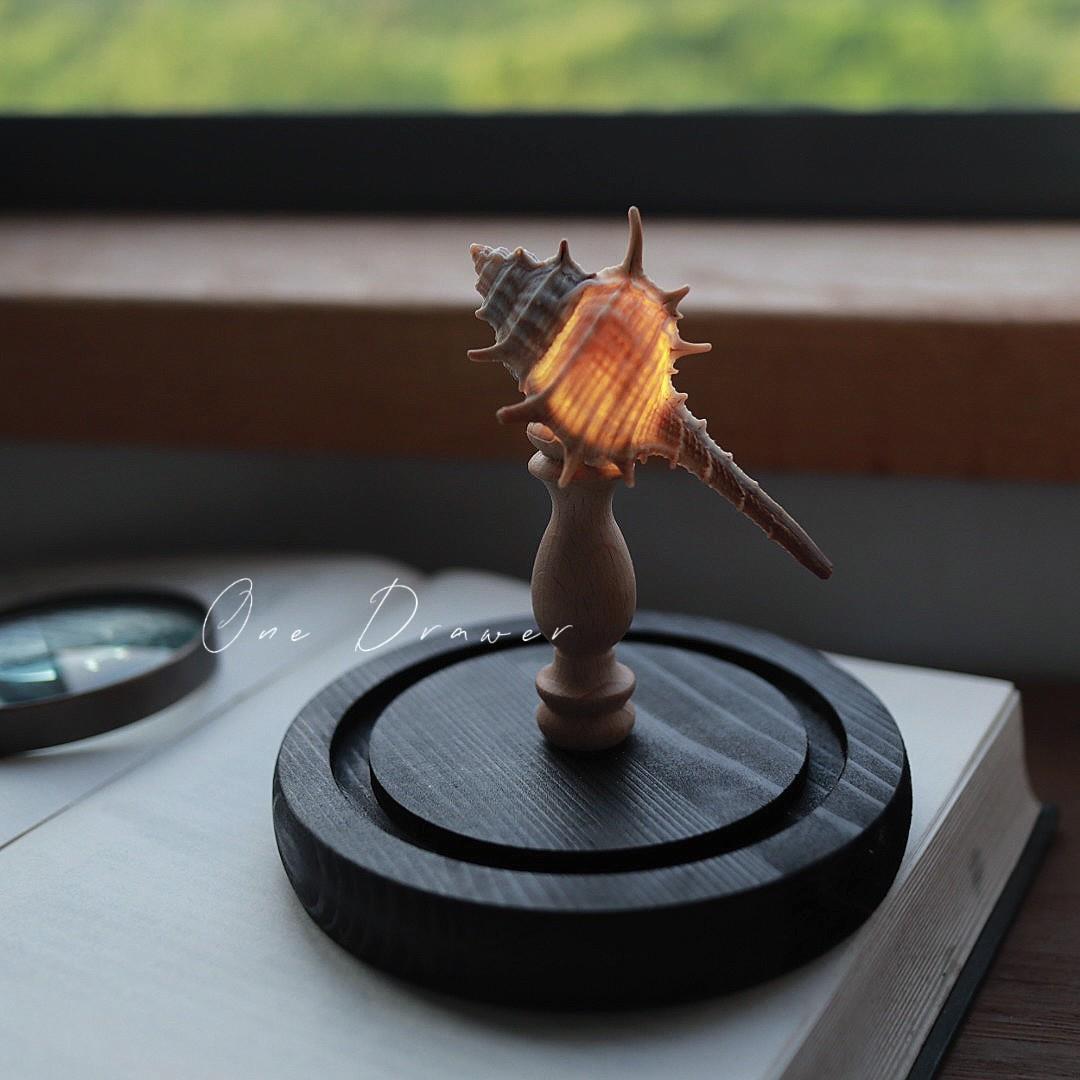 Easy Coastal Charm DIY Seashell Nightlight Kit