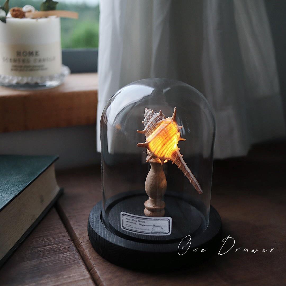 Easy Coastal Charm DIY Seashell Nightlight Kit