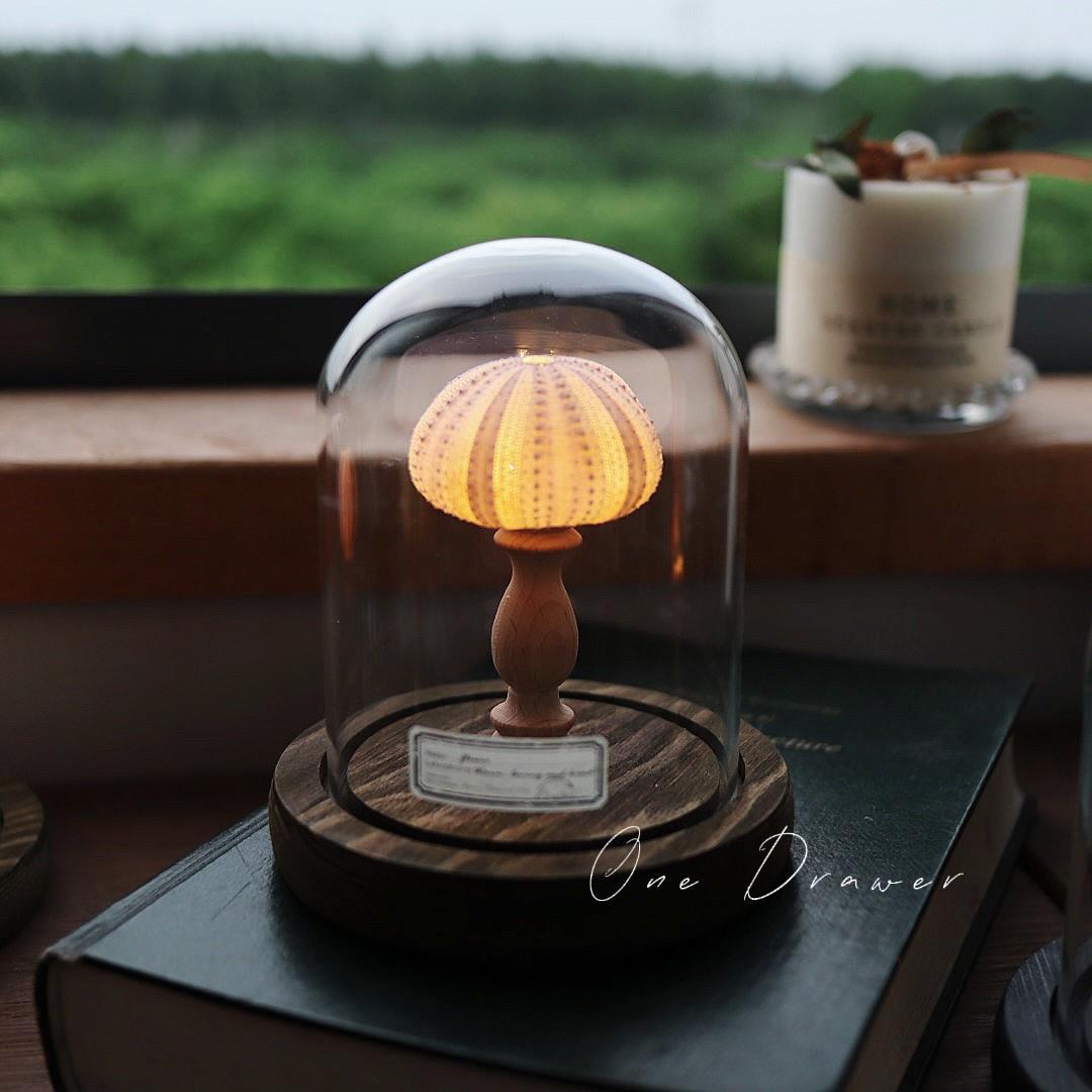 Easy Coastal Charm DIY Seashell Nightlight Kit