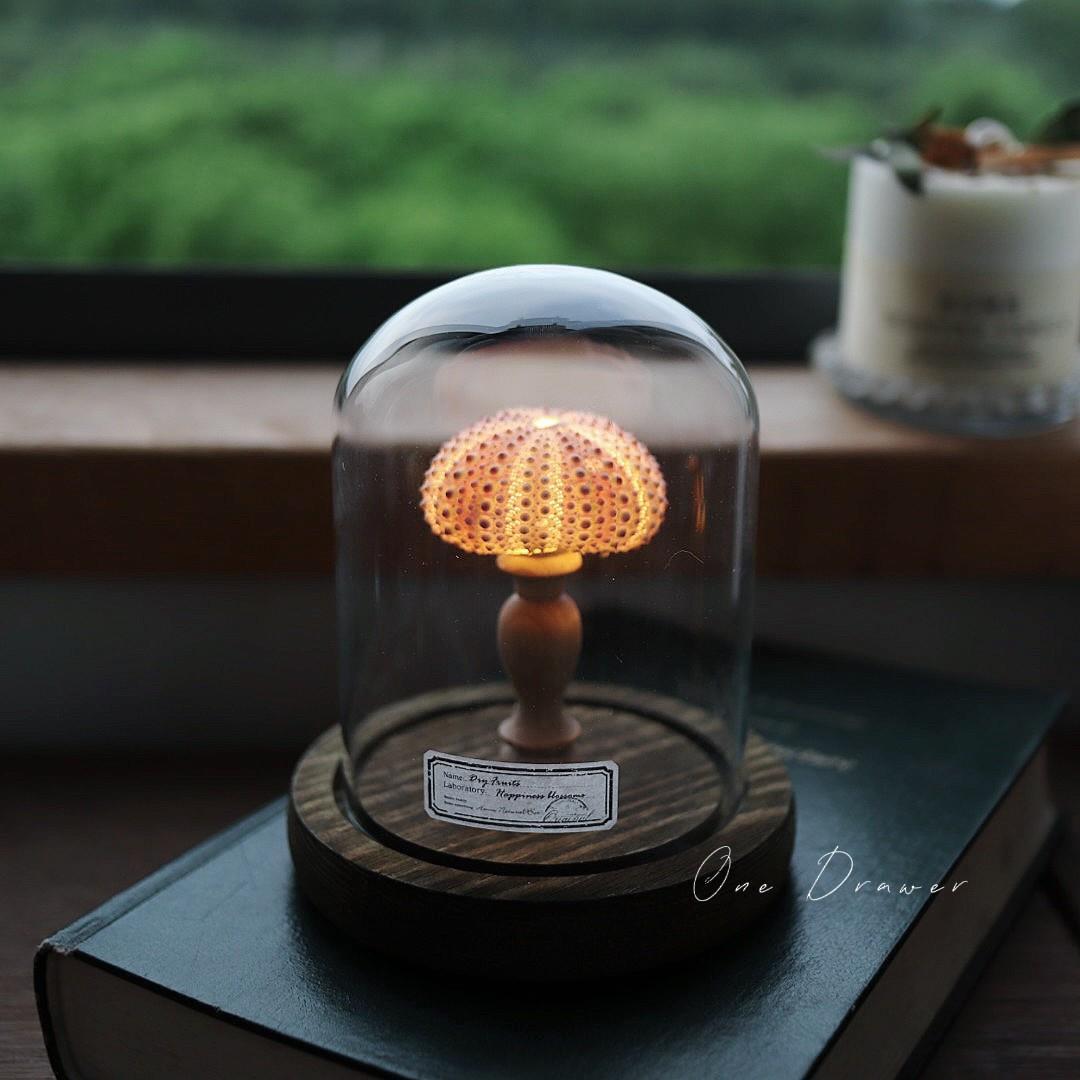 Easy Coastal Charm DIY Seashell Nightlight Kit