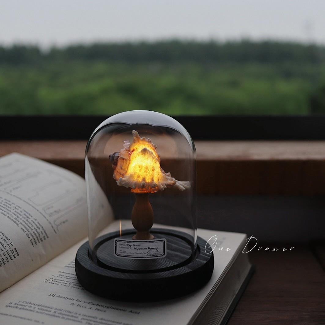 Easy Coastal Charm DIY Seashell Nightlight Kit