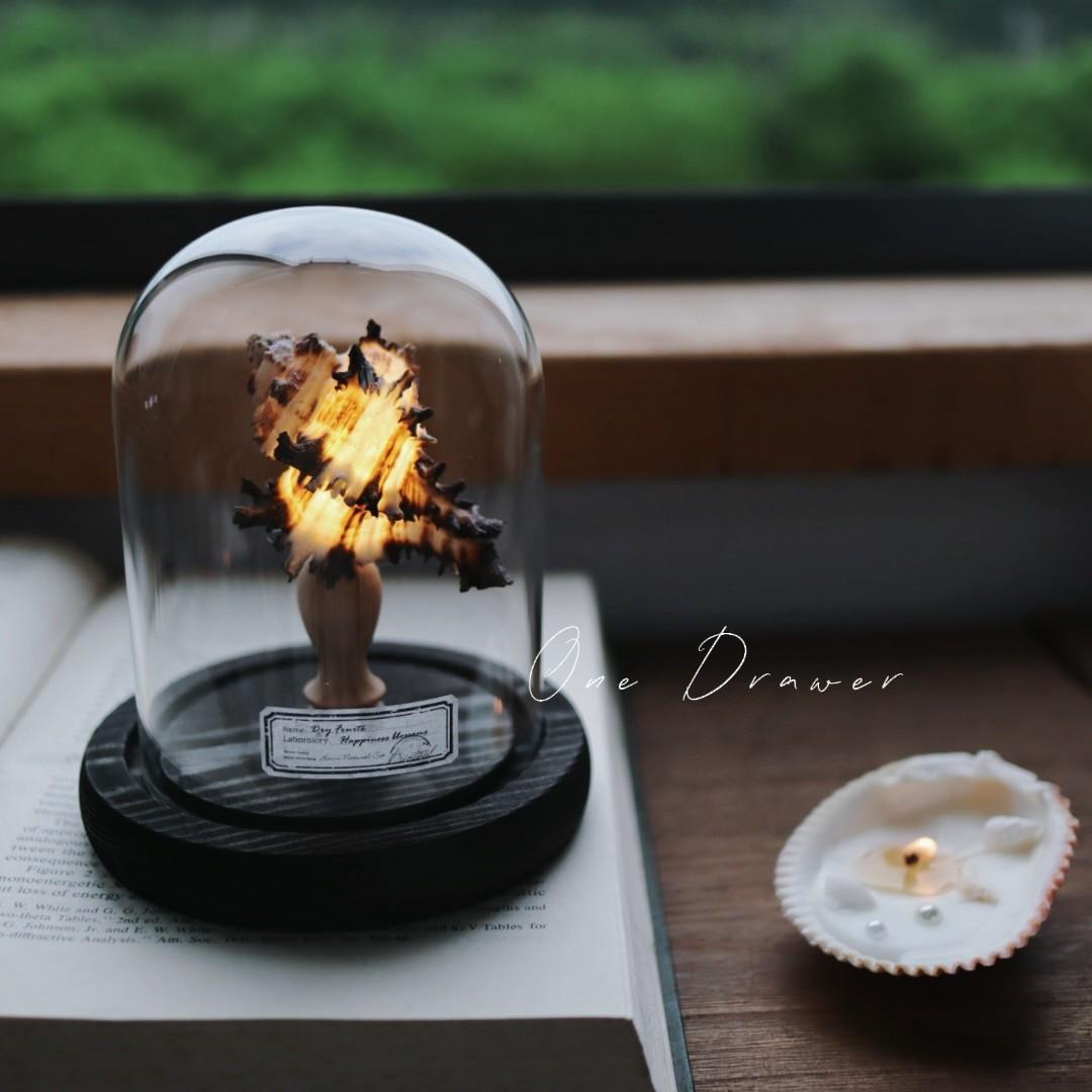 Easy Coastal Charm DIY Seashell Nightlight Kit