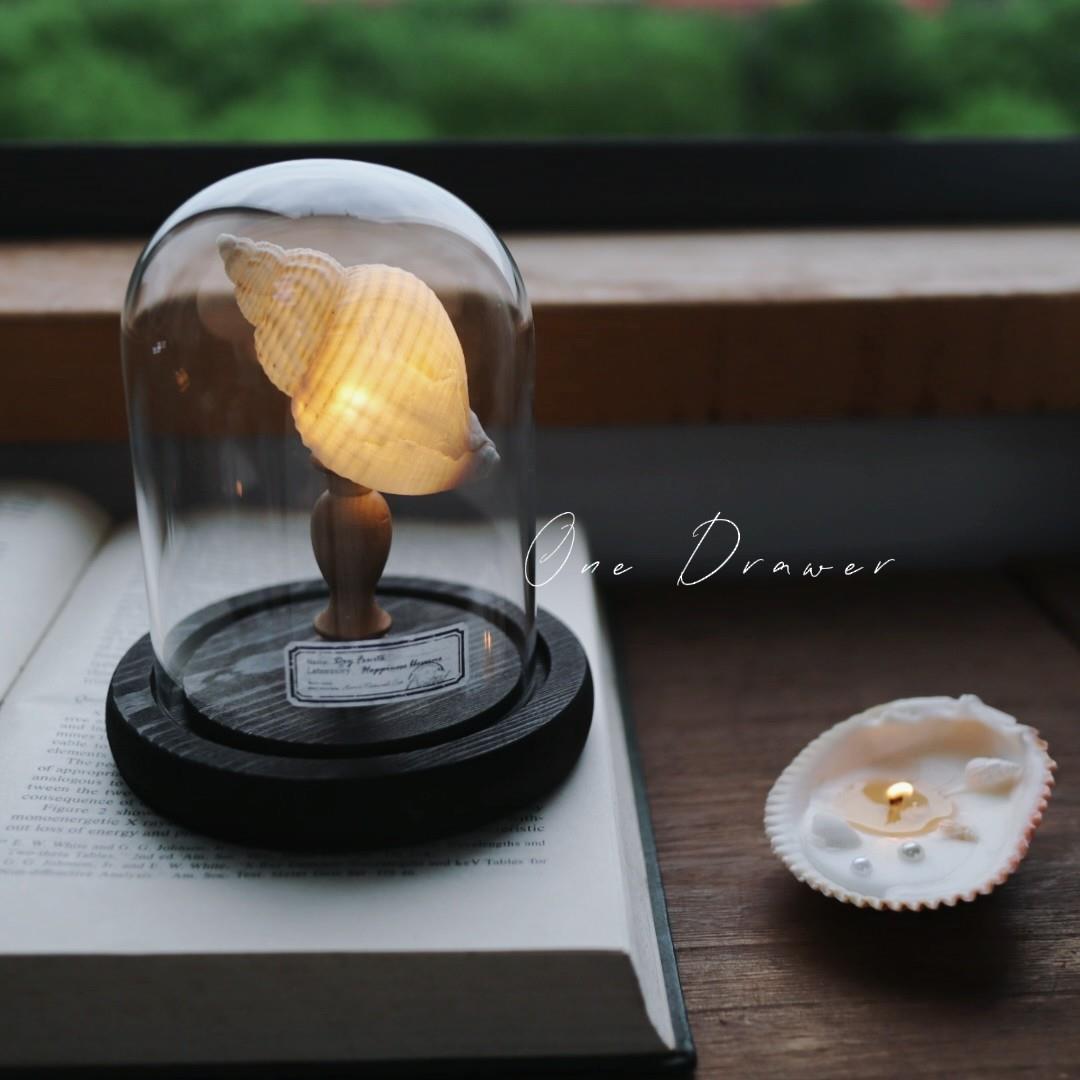 Easy Coastal Charm DIY Seashell Nightlight Kit
