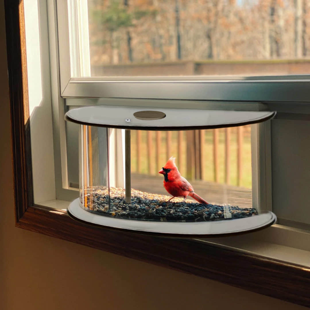 Watch Birds from Home: Install in 5 Minutes, Enjoy the View for Years to Come