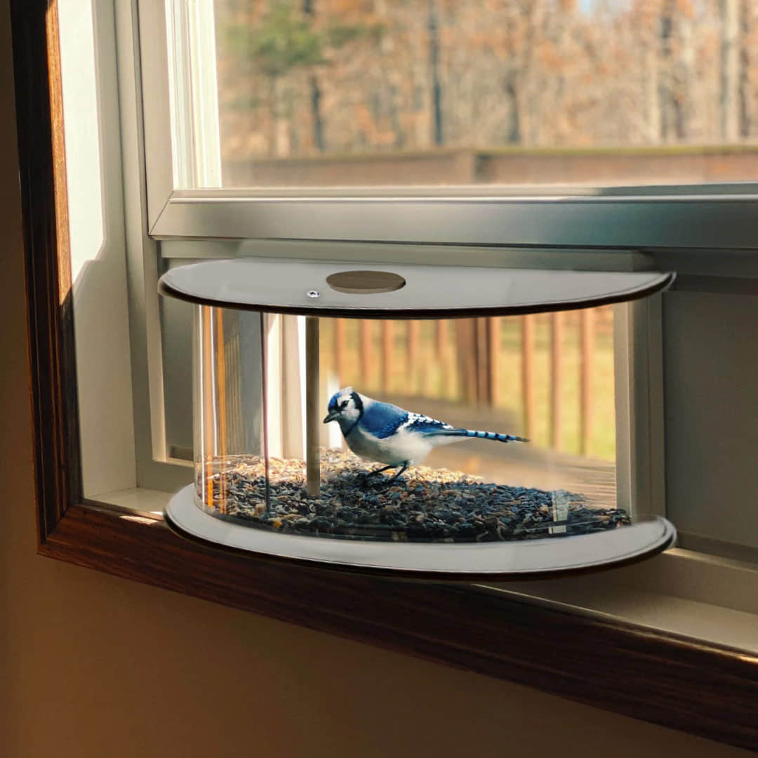 Watch Birds from Home: Install in 5 Minutes, Enjoy the View for Years to Come