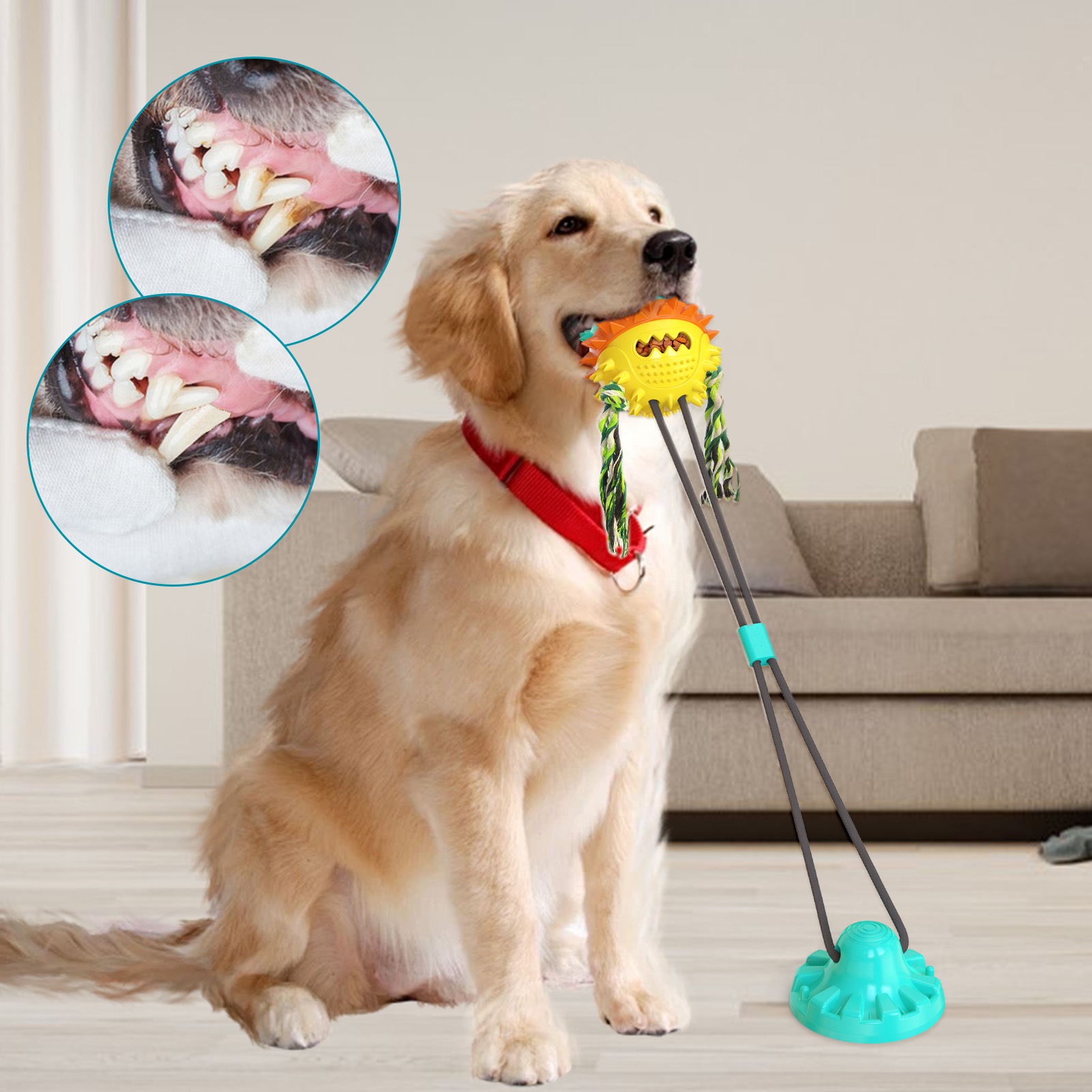 Suction cup toys for dogs who like to chew