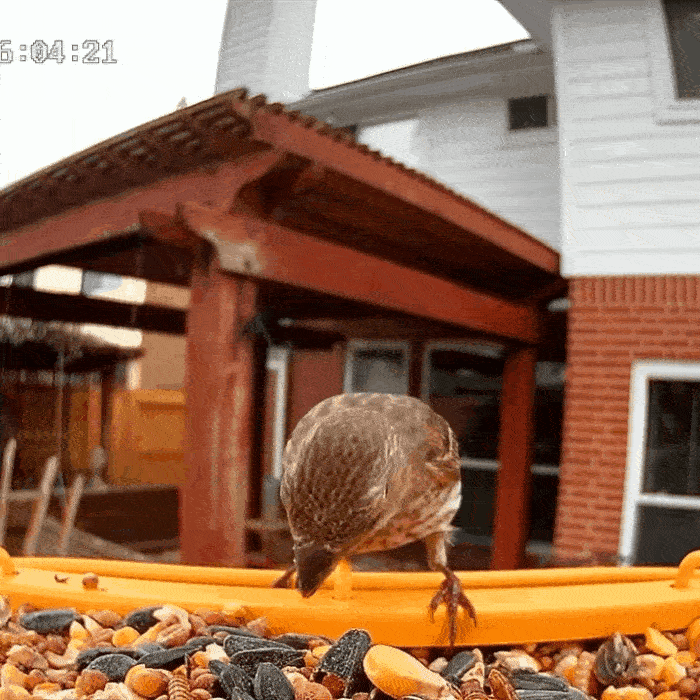 🐦 Smart Bird Feeder with Camera – Your Backyard Bird-Watching Studio ✨