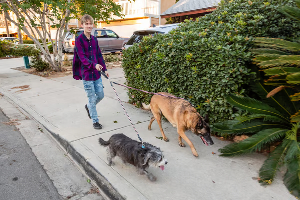🔥Last Day🔥🐕Double Bungee Leash - 1st step training tool