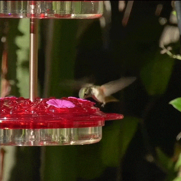 [Copy]Sweety Hummingbird Feeder