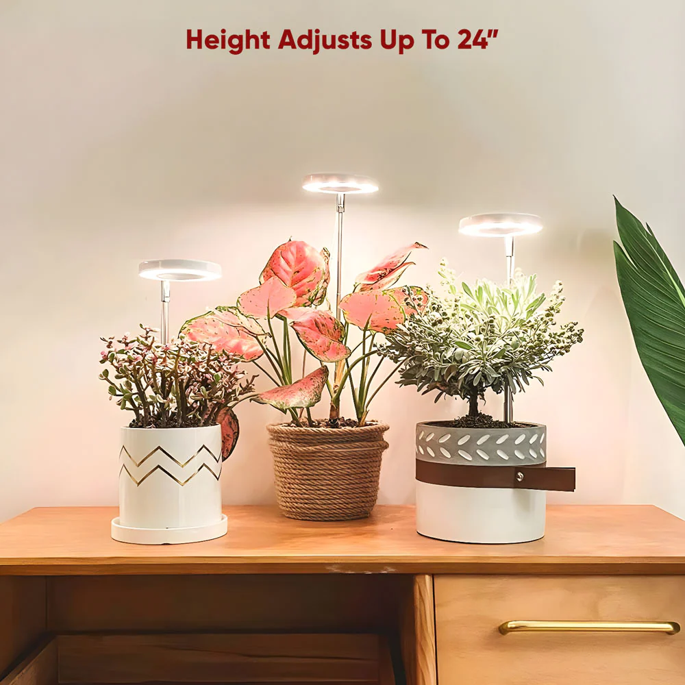 Bring The Sun's Growth Energy Home (40% OFF TODAY)