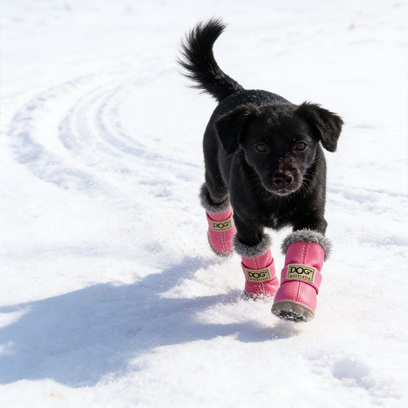 🐾✨ Grishay™ Stylish Winter Dog Boots – Pawsome Protection & Fashion ✨🐾