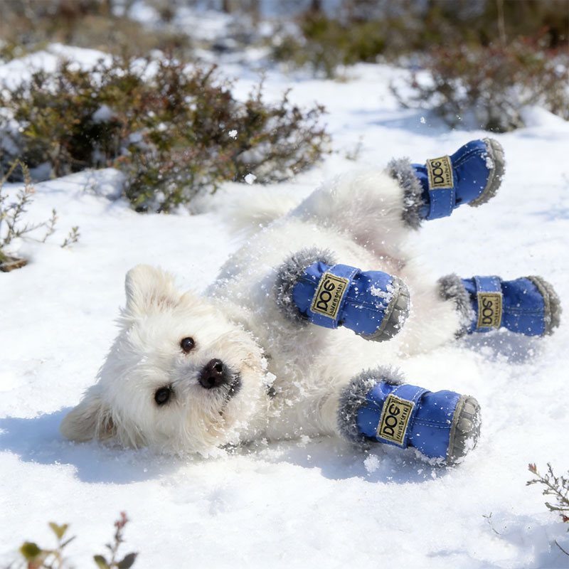 🐾✨ Grishay™ Stylish Winter Dog Boots – Pawsome Protection & Fashion ✨🐾
