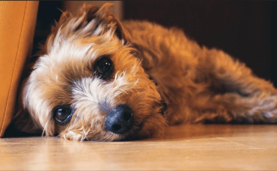 Puppy Essentials Heartbeat Stuffed Toy for Dogs