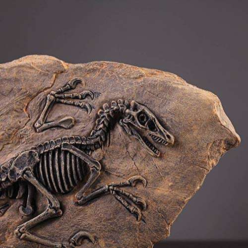 🦖Dinosaur Fossil Decor Statue With Display Stand