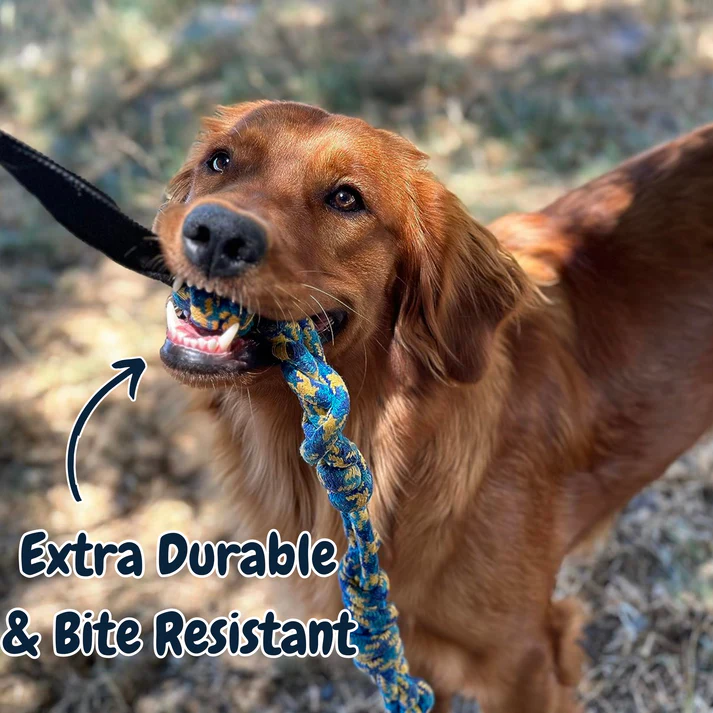 Petsboro™ - Tire Out Your Dog in Minutes