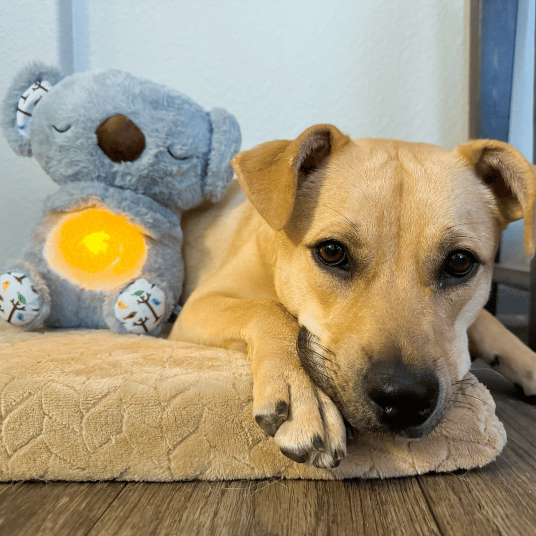 🐨Pet Calming Relief Breathing Stuffed Koala