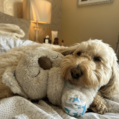 🐨Pet Calming Relief Breathing Stuffed Koala