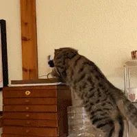 🐾Interactive Chirping Bird Cat Toy✈️