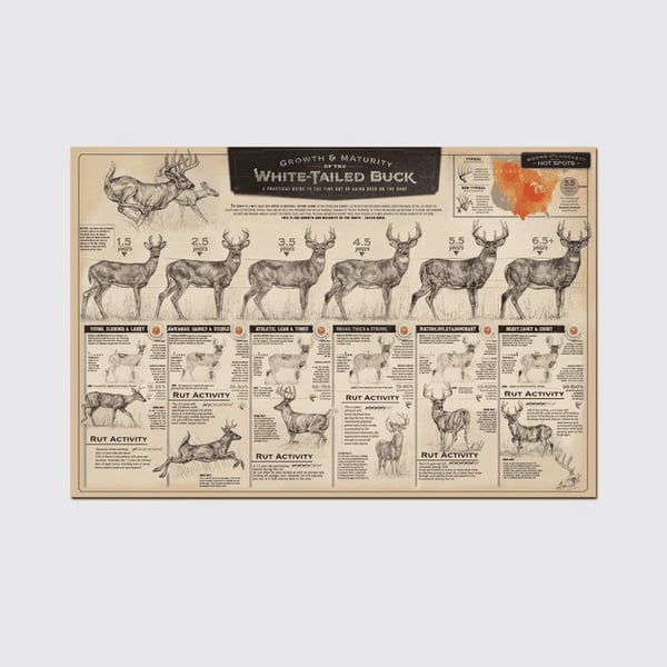 🦌"THE GROWTH AND MATURITY OF THE WHITE-TAILED BUCK"CANVAS PRINTS