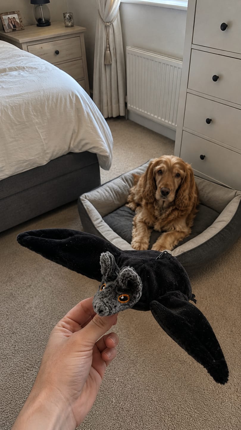 Customer photo review of WildWhisker&trade; Flying Bat Toy