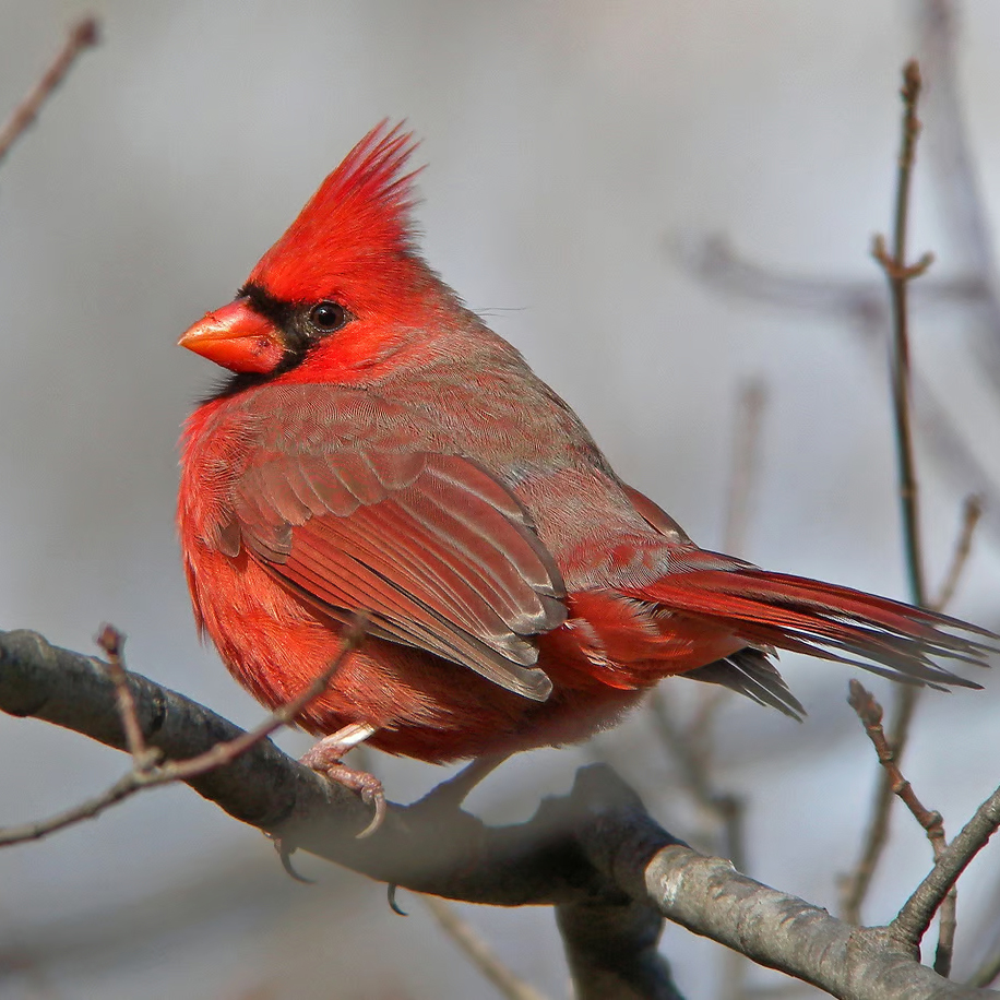 🔥Last Day - 45% OFF🐦Solar-Powered Cardinal Stake Light