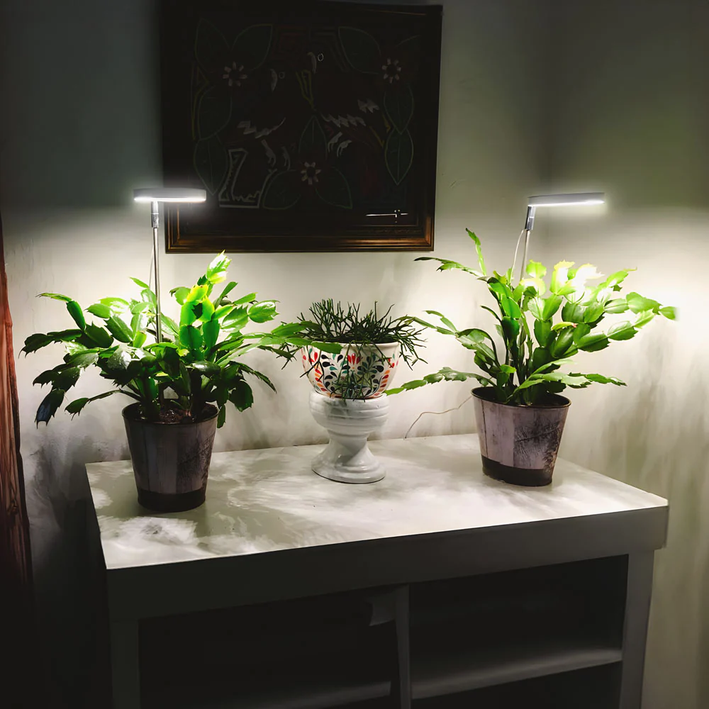 Bring The Sun's Growth Energy Home (40% OFF TODAY)