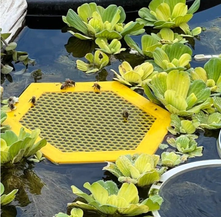 Floating Bee Island-Bee Waterer
