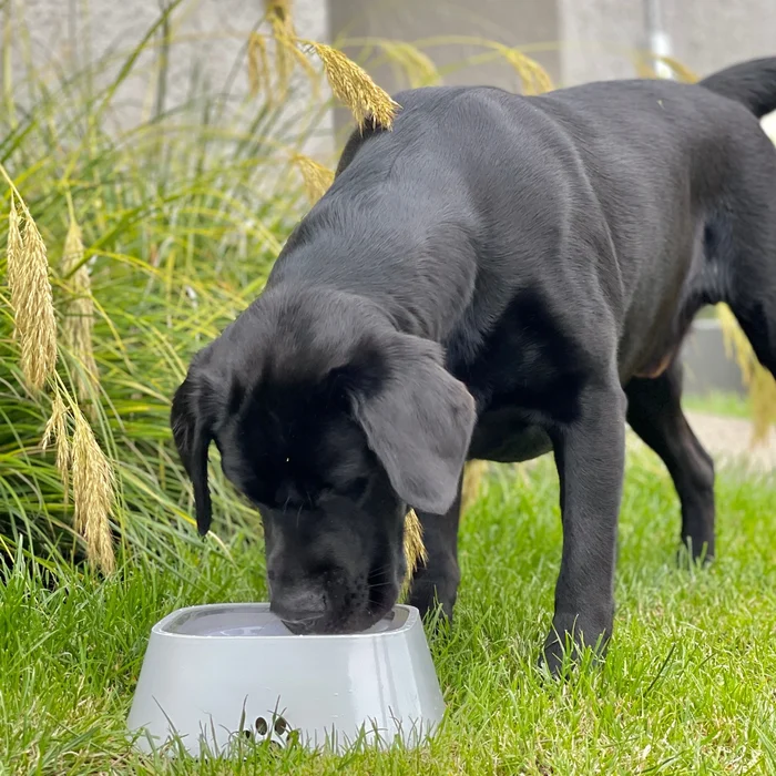 🐶Dry Bowl Dog Drinking