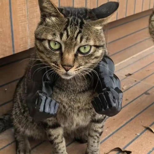 🔥2025 Summer Hot Sale - 48% OFF🔥Cat Muscle Arms – Funny 3D Printed Hulk Arms for Cats💪
