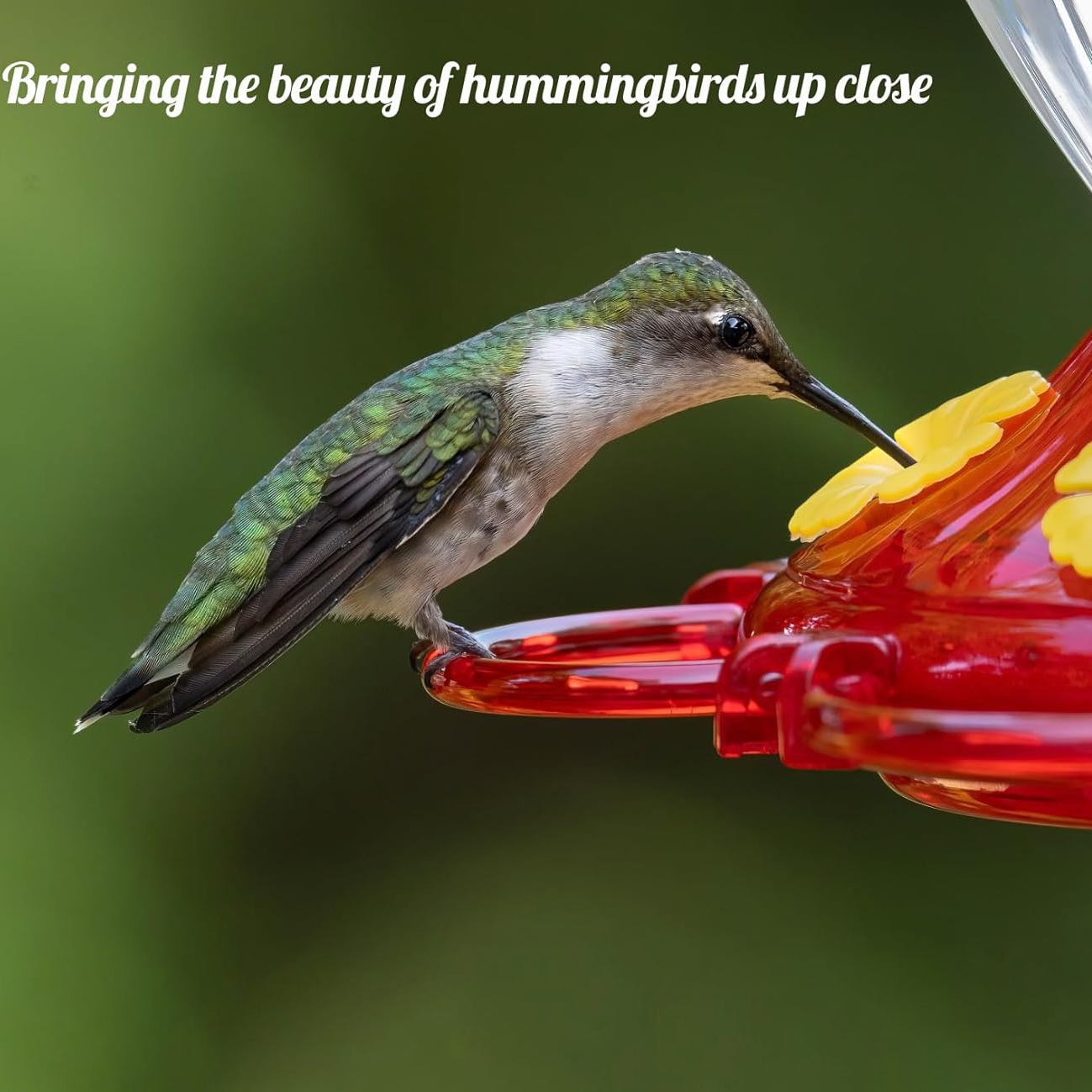 Insect Resistant Outdoor Hanging Hummingbird Feeder