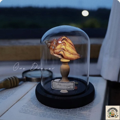 Easy Coastal Charm DIY Seashell Nightlight Kit