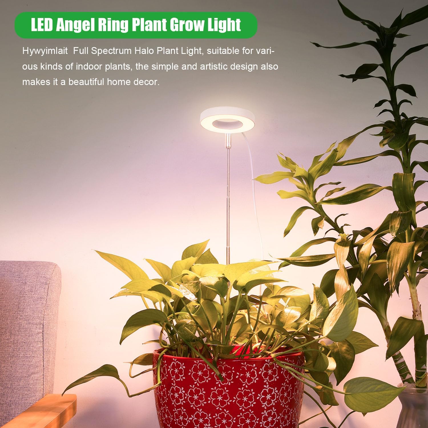 Bring The Sun's Growth Energy Home (40% OFF TODAY)