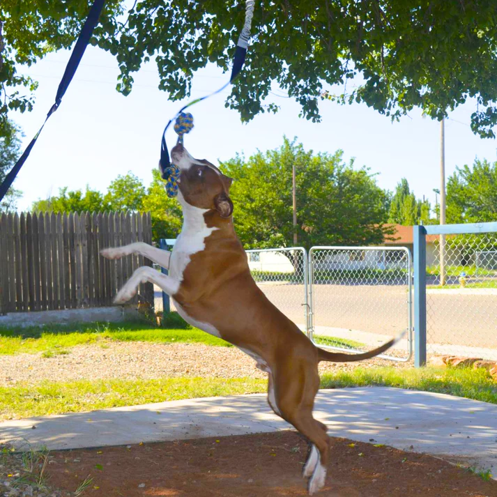 Petsboro™ - Tire Out Your Dog in Minutes