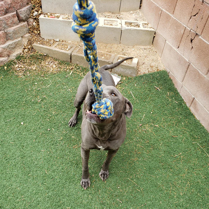 Petsboro™ - Tire Out Your Dog in Minutes