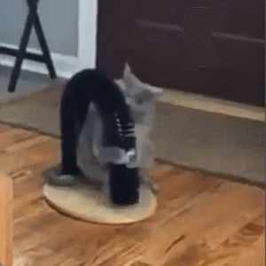 🐱Cat Self-Groomer - Bristle Ring Brush Scratcher