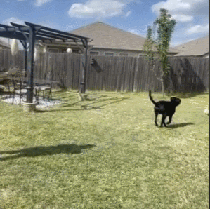 🐶Dog Toys Soccer Ball with Straps