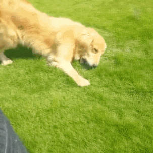 🐶Newest Chewable Teeth Cleaning Toys for Dogs