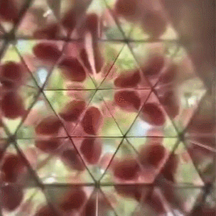 🎁The Best Gift—Magical Wooden Optical Toy