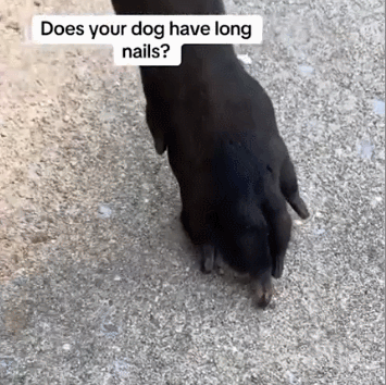 2-in-1 Pet Nail Grinder & Clipper – For Stress-Free Grooming 