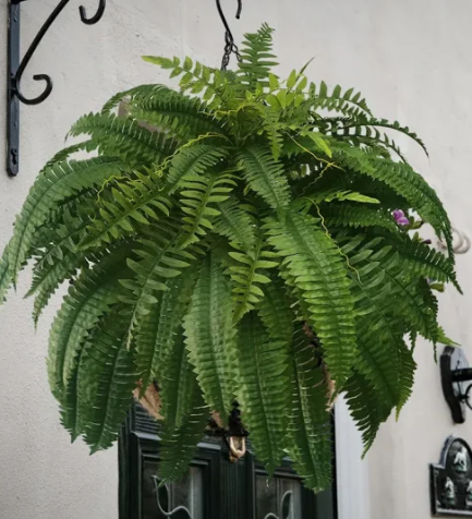 ✨This Week's Special Price💥UV Resistant Lifelike Artificial Boston Fern