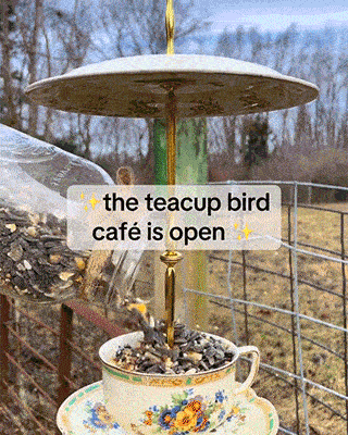 🔥LAST DAY 50% OFF - 🐦Bird Tea Party:  Ceramic Teacup Birdfeeder
