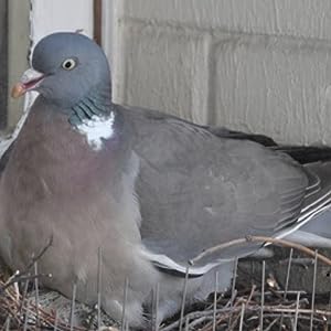 Bird Barrier pigeon repellent, bird roof spike, bird ledge, bird pest control